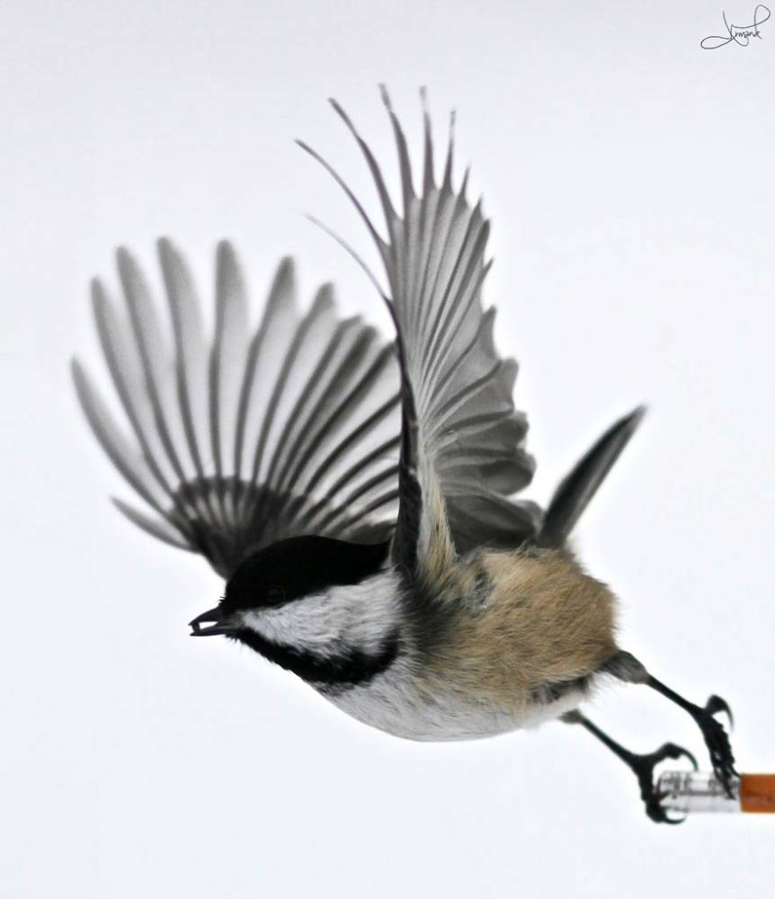 Black-Capped Chickadee by tsaiproject is licensed under CC BY 2.0